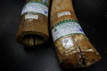 Ivory tusks with government registered labels are seen inside a factory in Hong Kong, China June 27, 2016. REUTERS/Bobby Yip