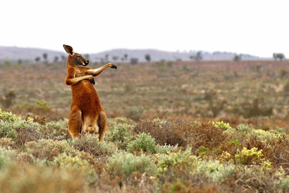 <p>I, like this kangaroo, enjoy starting my day with tai chi. </p>