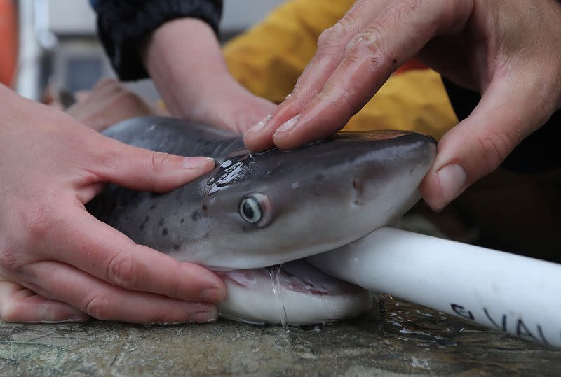 'My little baby': expert works to protect shark in San Francisco Bay