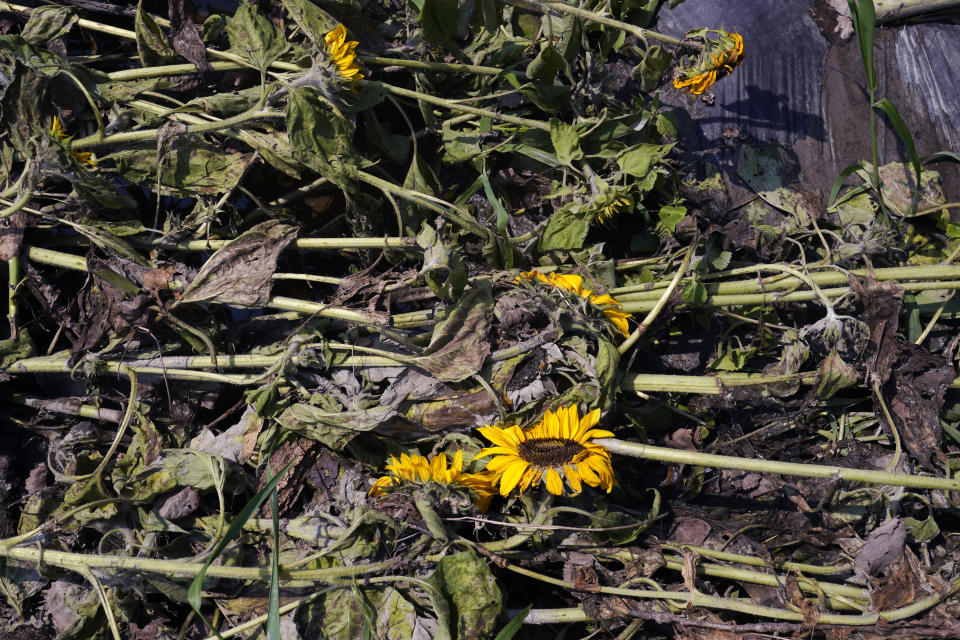Sunflowers lay stacked by flood waters on the muddy fields, following last week's flooding at Intervale Community Farm, Monday, July 17, 2023, in Burlington, Vt. (AP Photo/Charles Krupa)
