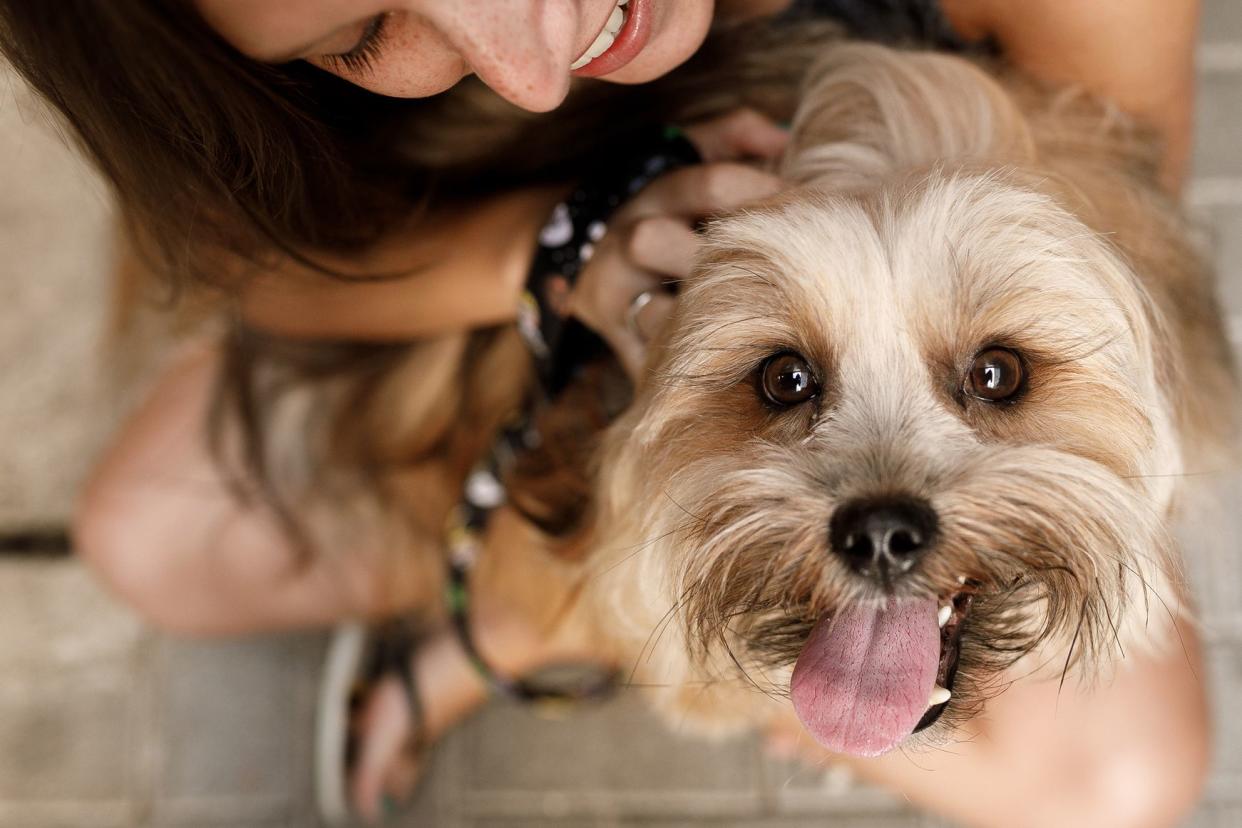 Top view of a young woman holding a white Lhasa Apso dog that is looking into the camera, with a blurred background of grey brick walkway and rest of the woman's body