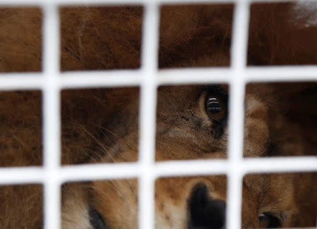 A former circus lion looks out from inside its cage in Callao, Peru, as it is prepared for transportation to a wildlife sanctuary in South Africa, April 29, 2016. REUTERS/Janine Costa