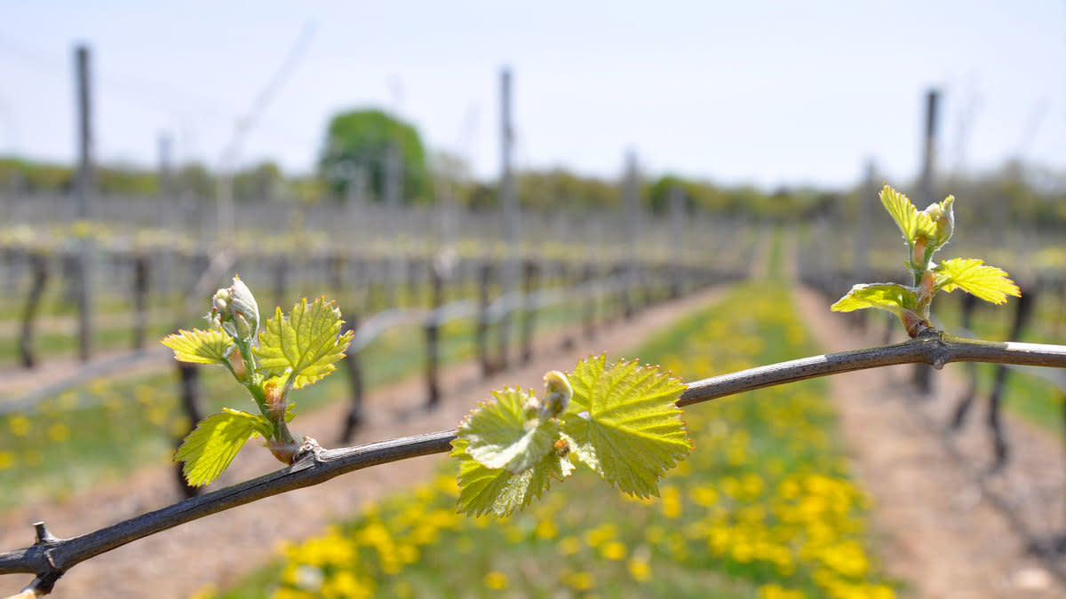Bud break at Sparkling Pointe on the North Fork of Long Island<p>Courtesy of Sparkling Pointe</p>