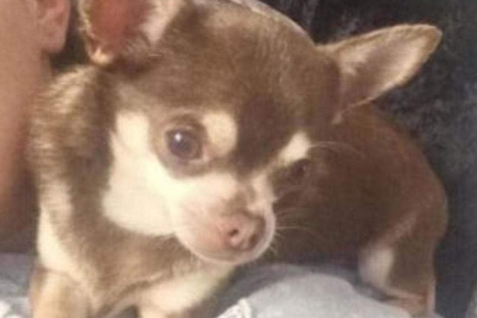 A distraught dog owner is appealing for help after a seagull reportedly swooped down and carried her miniature Chihuahua away from her garden in its beak.Becca Hill, 24, of Paignton, is hoping the four-year-old pet, whose name is Gizmo, will be found alive.She told Devon Live: “My partner was in the garden putting the washing out at the time and suddenly he saw it swoop down."It carried Gizmo a fair way as we couldn’t see him anymore.“I have no idea if he was dropped or where he is now.” In an emotional plea about Gizmo on Facebook, Ms Hill added: “Please, please, please, anyone finds a Chihuahua he’s mine, a seagull took him from my garden.” Ms Hill said her six-year-old daughter is "really upset" and "missing her dog".Fortunately, the child did not witness Gizmo being taken away.Anyone with information on where Gizmo is is asked to call 07774724797.