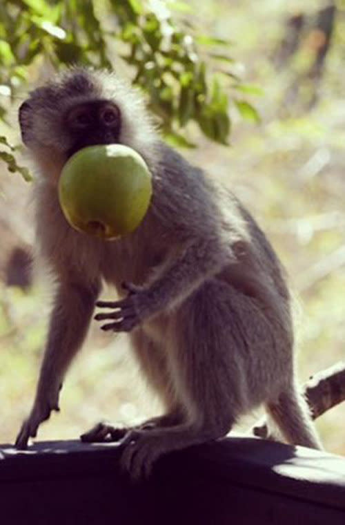 Paris’ younger sis spotted this monkey swiping an apple from her hotel room while on honeymoon in Botswana.