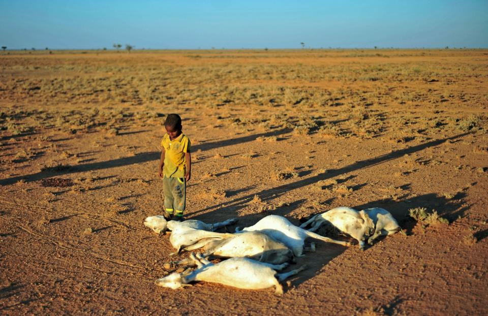 Recurrent drought has led to water shortages across Africa. In parts of East Africa, it's now <a href="http://www.huffingtonpost.com/entry/somalia-famine-drought_us_58c25845e4b0d1078ca5c368" target="_blank">threatening the lives of millions</a>&nbsp;of people and animals. (Photo: MOHAMED ABDIWAHAB/Getty Images)