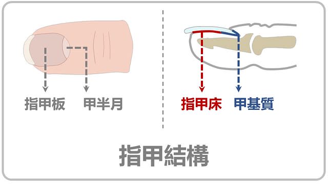 基本指甲結構