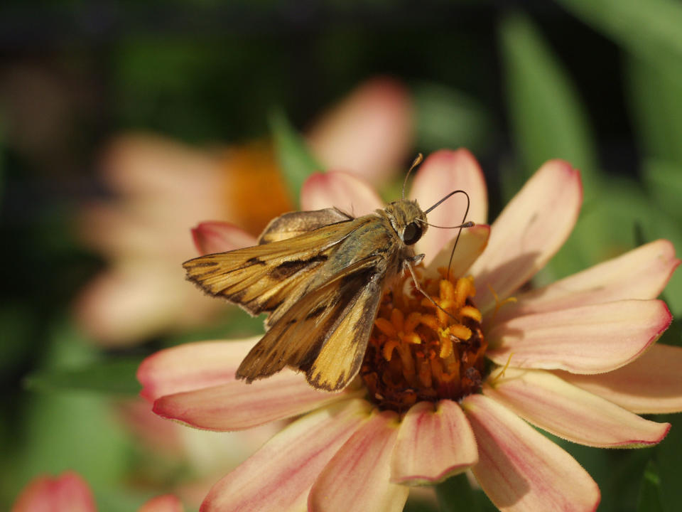 In this August 2006 photo provided by Iowa State University, a Hylephila phyleus butterfly is seen at Reiman Gardens, at Iowa State University in Ames, Iowa. (AP Photo/Iowa State University Nathan Brockman)