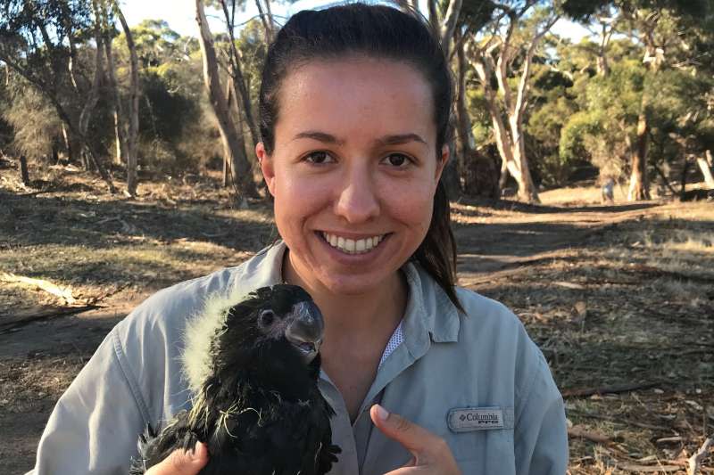 澳洲野火燎原，黑輝鳳頭鸚鵡（glossy black cockatoo）遭殃（AP）