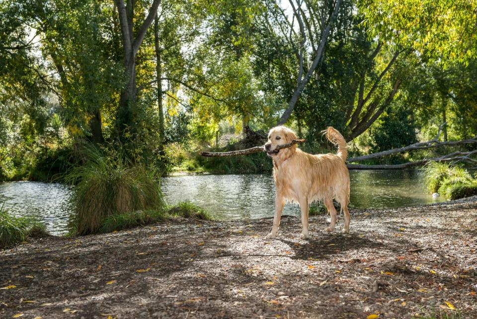 The Groynes Dog Park was closed by the council, following the death of Chief. Source: Christchurch City Council, file