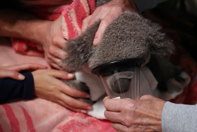 The Wider Image: From disease to bushfires, Australia's iconic koalas face bleak future