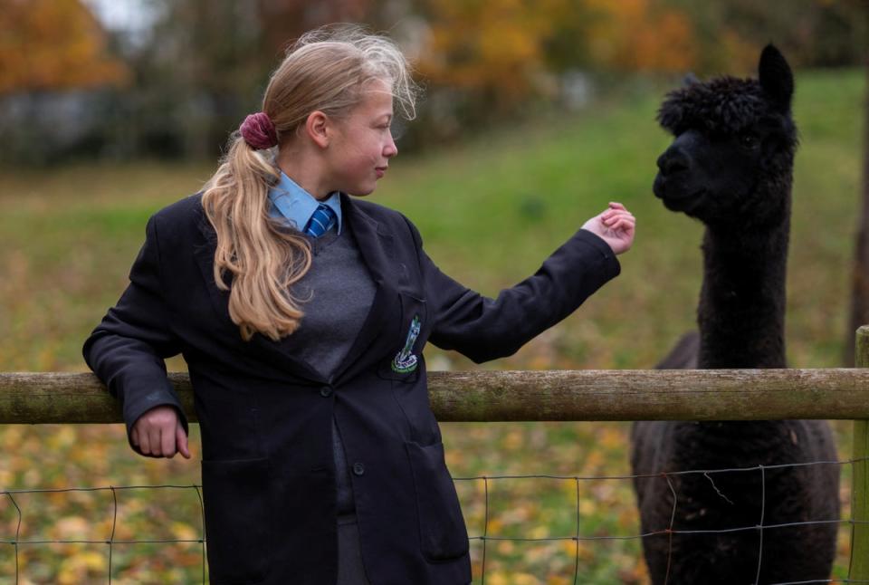 Pupil Ella-Rose Mitchinson, 14, interacts with Scout, one of the school’s alpacas, on the farm (Reuters)