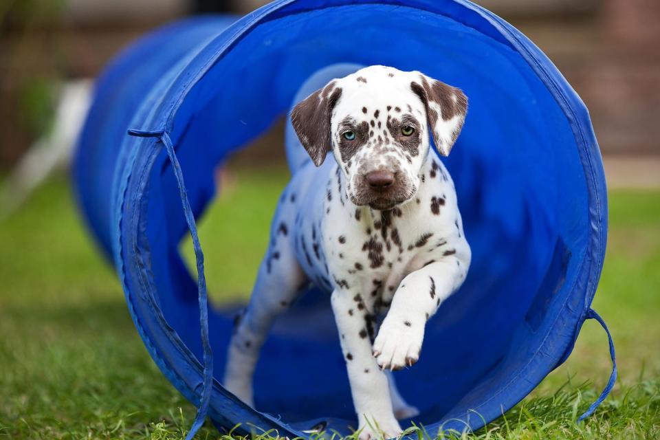 dalmation puppy running through play tube