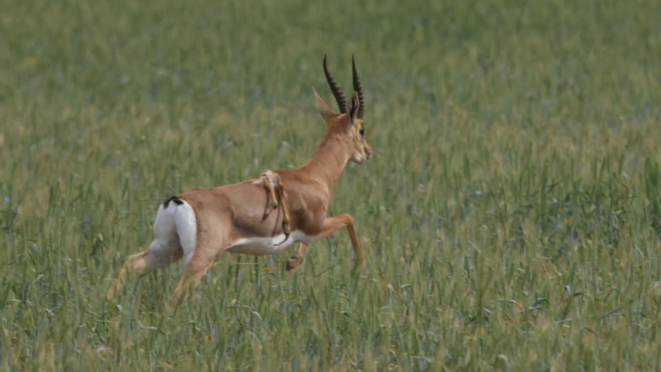 A mountain gazelle with a pair of extra legs growing from its back, due to a genetic abnormality, is seen in a photo taken by conservationist Amir Balaban of the Society for the Protection of Nature in Israel (SPNI) and shared with media on April 8, 2024. / Credit: Amir Balaban/SPNI