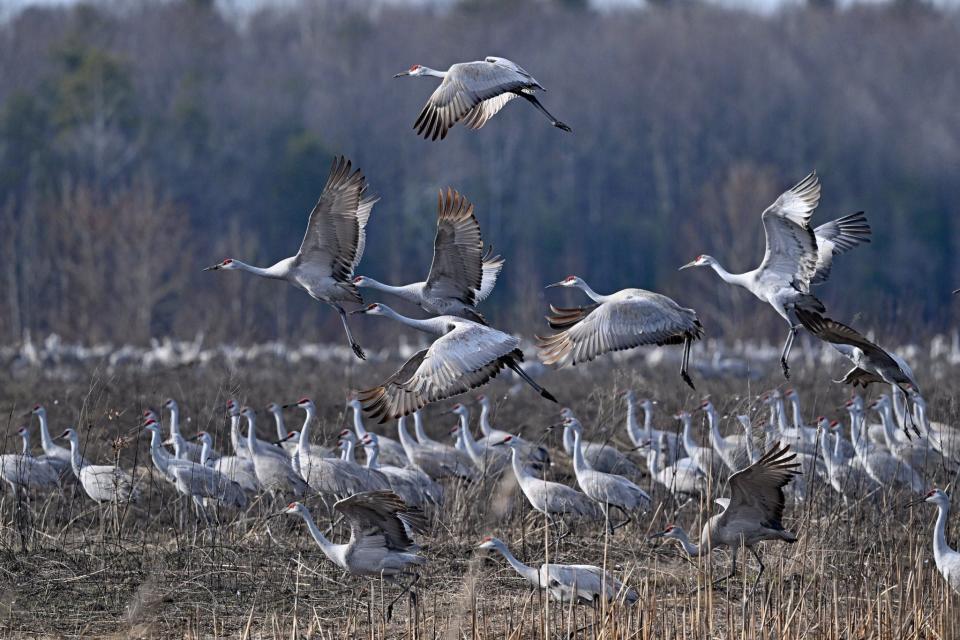 Sandhill cranes are migrating through Goose Pond Fish and Wildlife Area, as seen on Feb. 3, 2023. They are one of the bird species that can be seen this weekend during the annual Marsh Madness events in Linton and nearby Goose Pond.