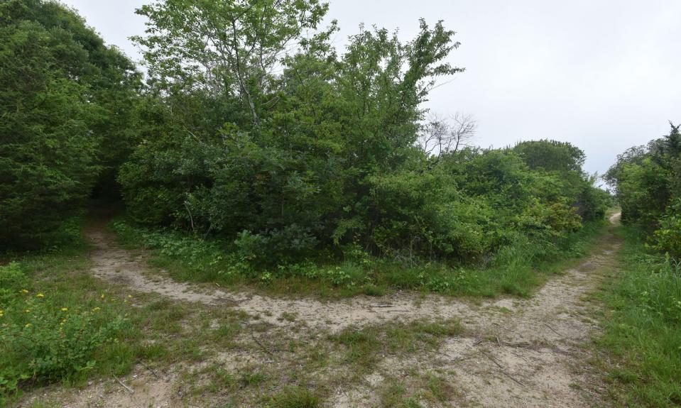 Pathways circle the overgrown cranberry bogs off Bayview Street in West Yarmouth. Cape Cod Hospital and the Cape Cod Conservation District are working to restore the land and create a wetland habitat.