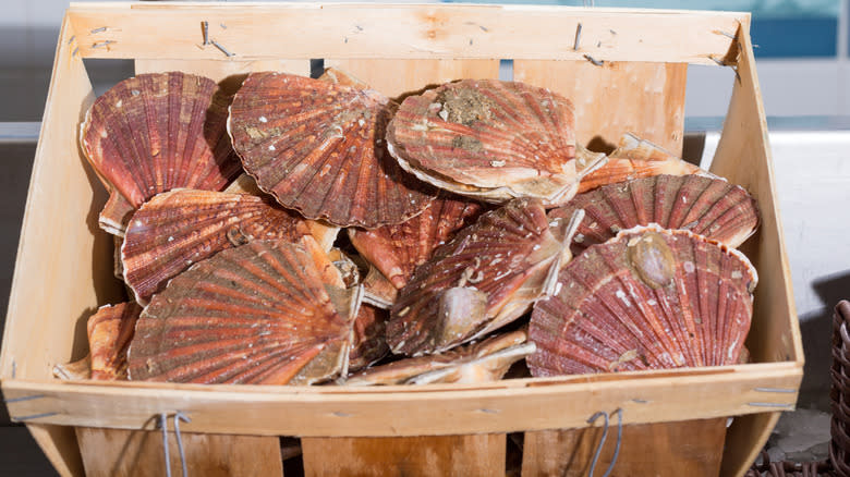 Freshly harvested scallops in crate