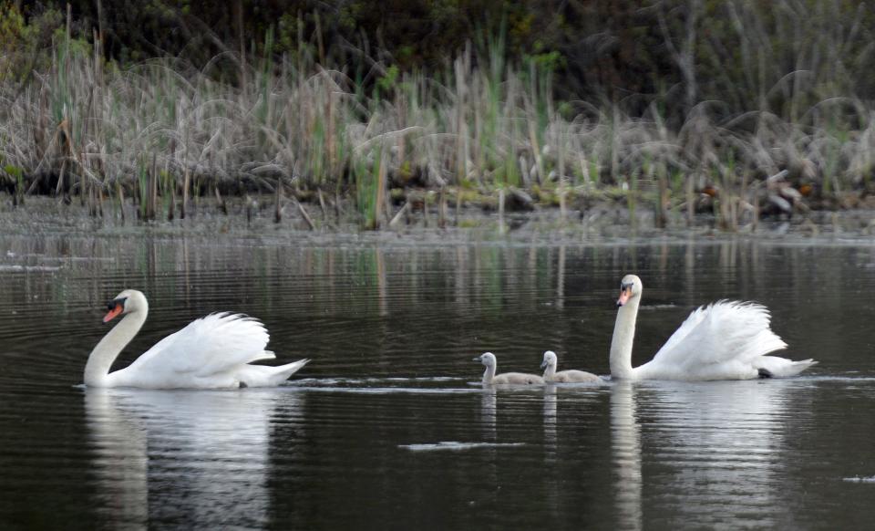 A couple of cygnets swim around Mill Pond in West Yarmouth with their elders.