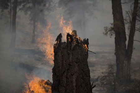 A tree burns at the Lake Fire in the San Bernardino National Forest, California June 20, 2015. REUTERS/David McNew