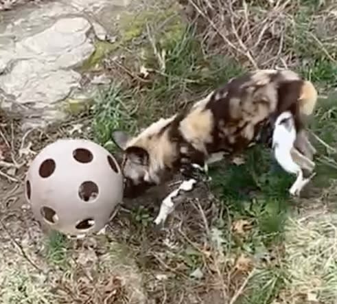 Painted dog with feeder ball (Niabi Zoo)