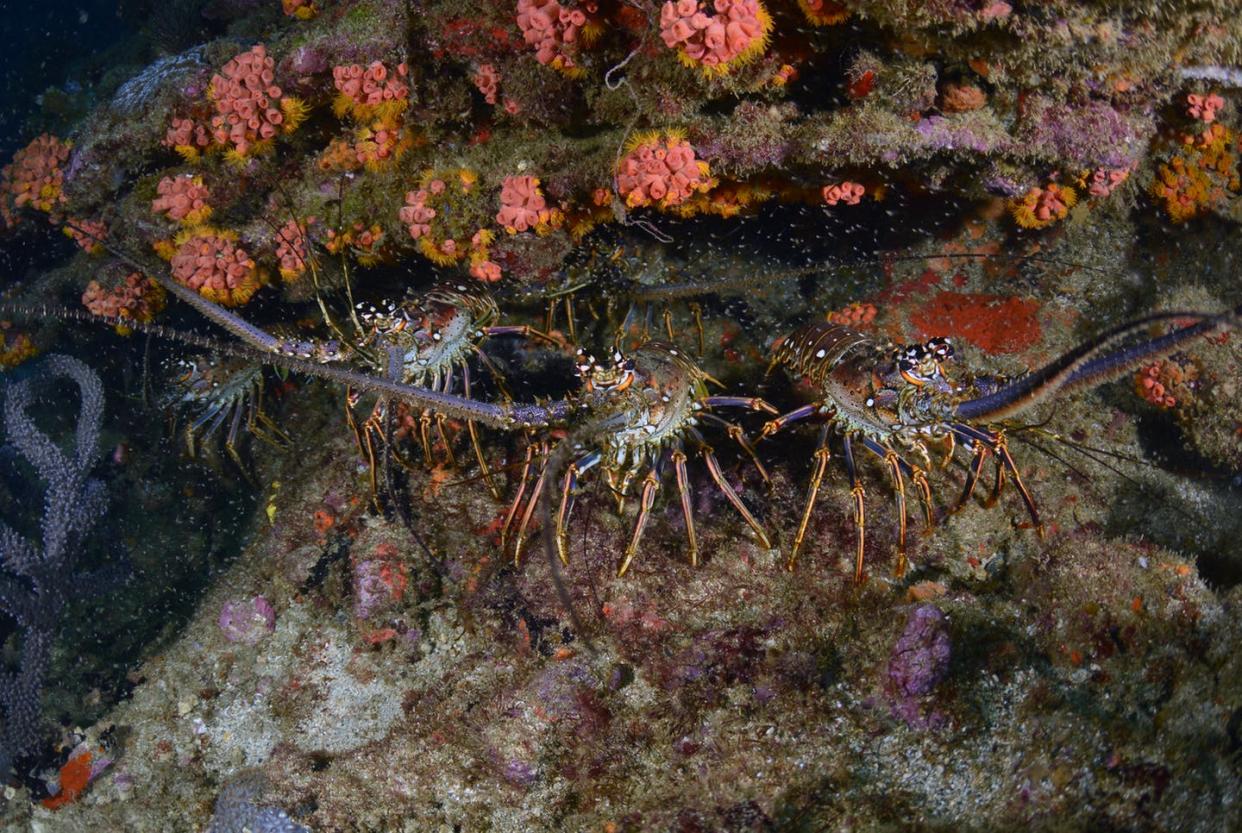 <span class="caption">Caribbean spiny lobsters normally live in groups, but healthy lobsters avoid members of their own species if they are infected with a deadly virus. </span> <span class="attribution"><a class="link " href="https://www.gettyimages.com/detail/photo/caribbean-spiny-lobsters-royalty-free-image/921347248?adppopup=true" rel="nofollow noopener" target="_blank" data-ylk="slk:Humberto Ramirez/Getty Images;elm:context_link;itc:0;sec:content-canvas">Humberto Ramirez/Getty Images</a></span>