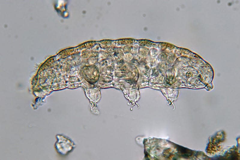 A tardigrade as seen through a microscope. - Image: Philippe Garcelon