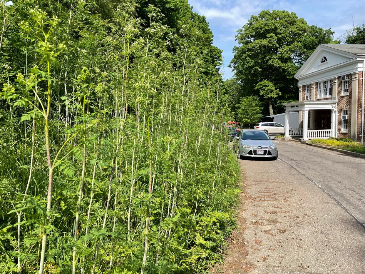 Mature poison hemlock plants captured last summer on a hillside near Whisler Hall, which is the unoccupied former health center on the Denison University campus.