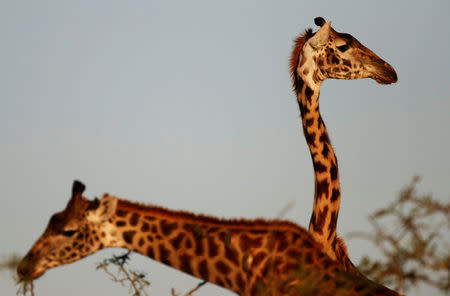 Giraffes are seen in the Naboisho Conservancy adjacent to the Masai Mara National Reserve in Kenya October 6, 2014. REUTERS/Goran Tomasevic/File Photo