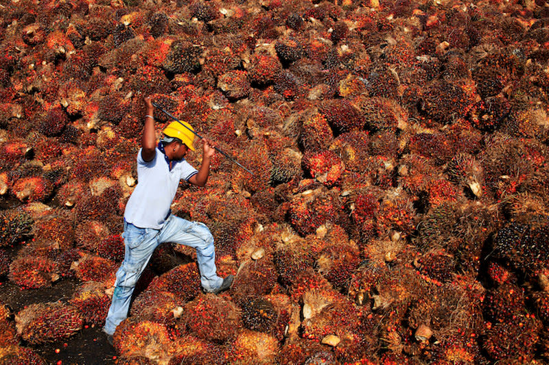 Tensions between the two countries reportedly affecting palm oil trade were said to have reignited following Malaysian Prime Minister Tun Dr Mahathir Mohamad’s criticism of Hindu-majority India’s new citizenship law, which some claim to be discriminatory against Muslims. — Reuters pic