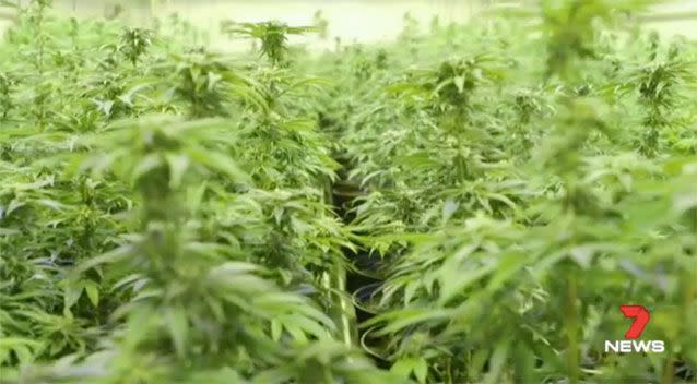 The NSW Government could grow the cannabis locally if the trial proves a success. Source: 7 News