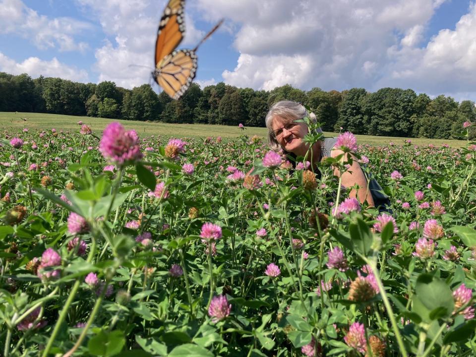 Jean Holden watches a monarch nectaring on blooms in one of the clover fields used by Stoller's Organic
Dairy in Sterling.