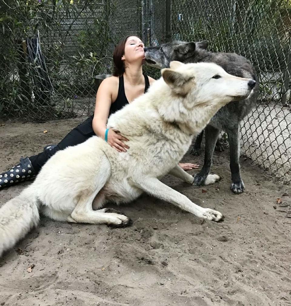 Brittany Allen, a volunteer at Shy Wolf Sanctuary near Naples, Florida, with wolves Misun, white, and Maraya. Allen said someone posted this photo of her on Reddit without her knowledge so she responded with photos of herself and Yuki, another wolfdog, and posted it to Reddit. That photo later went viral at the same time the HBO series "Game of Thrones" was in its final season in 2019. (Photo by Kat Herman)