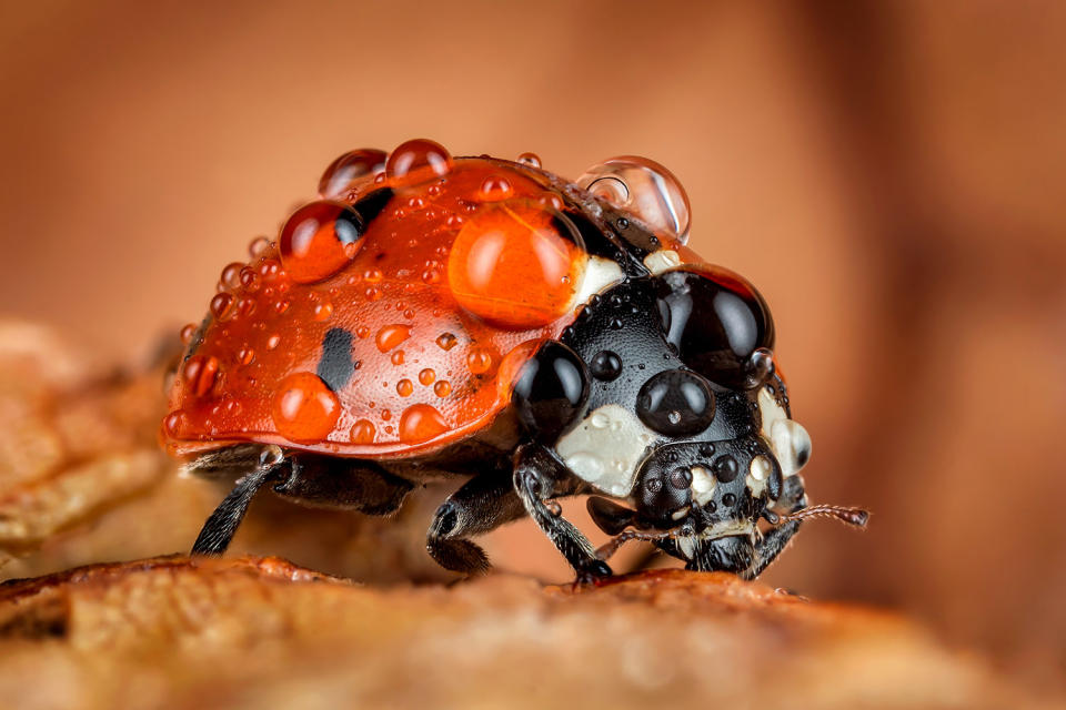 Fantastic photography of insects and water droplets