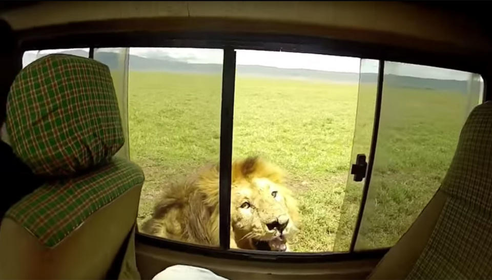 The tourists get the lion’s attention. Source: YouTube/ Wildlife Sightings