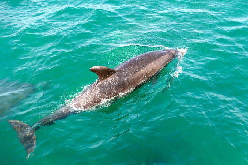 Dolphin in Caridgan Bay