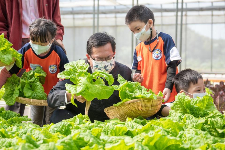 鄭文燦跟幼兒園學童一起摘採水耕萵苣。   圖：桃園市政府/提供