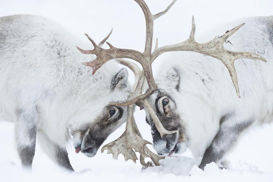 Head to head by Stefano Unterthiner won the Wildlife Photographer of the Year: Behaviour: Mammals Award (Stefano Unterthiner/Wildlife Photographer of the Year/PA) (PA Media)