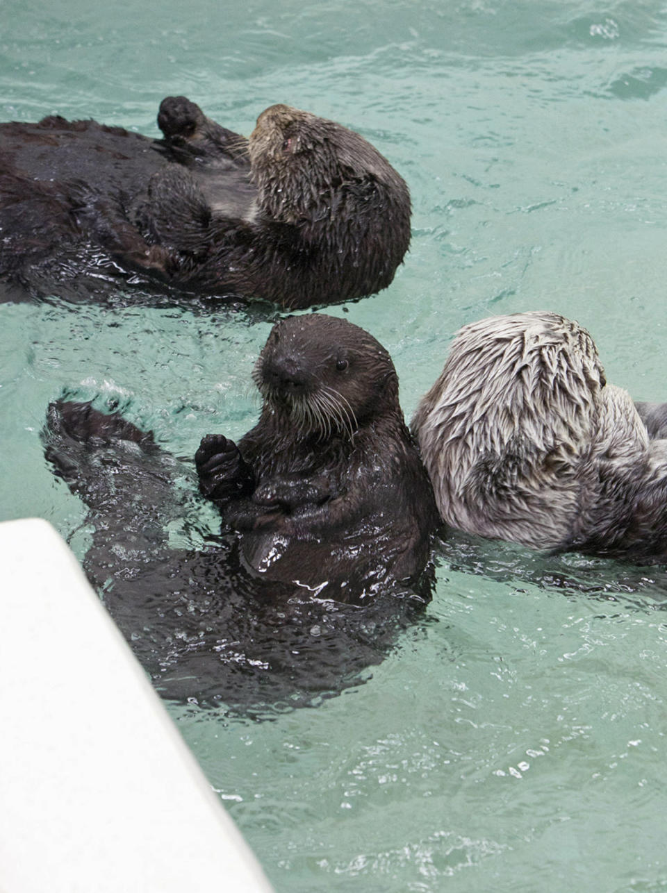 In this May 24, 2012 photo provided by the Shedd Aquarium in Chicago, Cayucos, bottom left, an orphaned sea otter pup, swims with other otters as she makes her first public appearance at the aquarium's Abbott Oceanarium. The sea otter was found stranded on a beach in California and named after the beach where she was rescued. The staff at Shedd has nursed the 7-month-old otter back to health. She has put on 11 pounds since arriving at the aquarium in January and now weighs 26 pounds. (AP Photo/Shedd Aquarium, Brenna Hernandez)