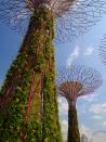 Supertrees (Photo: Gardens by the Bay)