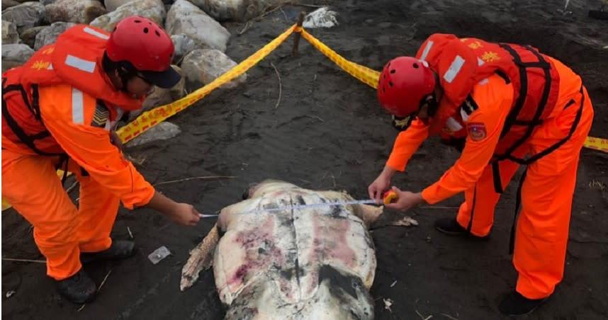 宜蘭連兩日傳出鯨豚、海龜死亡事件。（圖／海巡署提供）