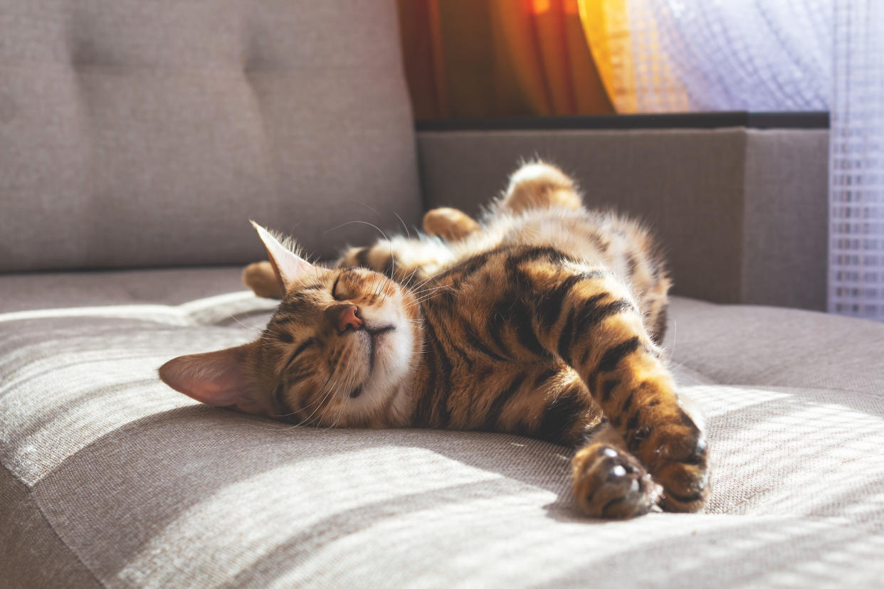 Eine bengalische Katze ging viral – auf der Couch (Symbolbild: Getty Images)