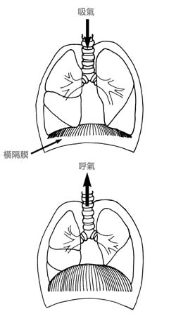 橫膈膜在呼吸中位置的移動（橡實文化出版提供）