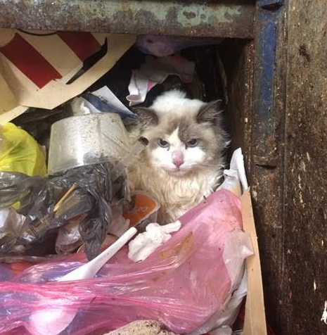 Photo of cat Hibala that was thrown down a Sydney apartment garbage chute by his owner's partner who was jealous.