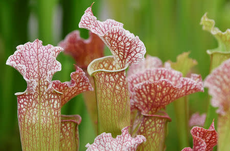 A display of Flytraps are seen at the RHS Chelsea Flower Show in London, Britain, May 21, 2018. REUTERS/Toby Melville