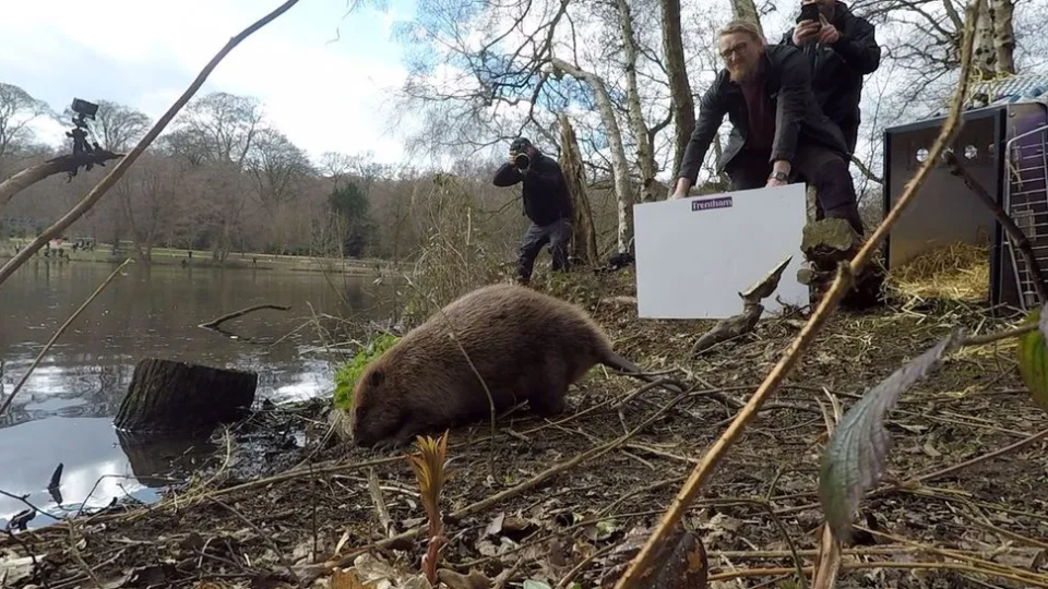 Beaver reintroduction at the Trentham Estate