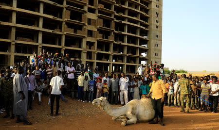Sudanese protesters wait for a camel to be slaughtered to share its meat in front of the Defence Ministry compound in Khartoum, Sudan, May 1, 2019. REUTERS/Umit Bektas