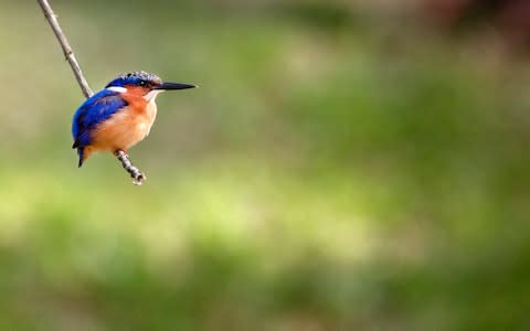 A Madagascar kingfisher - Credit: iStock