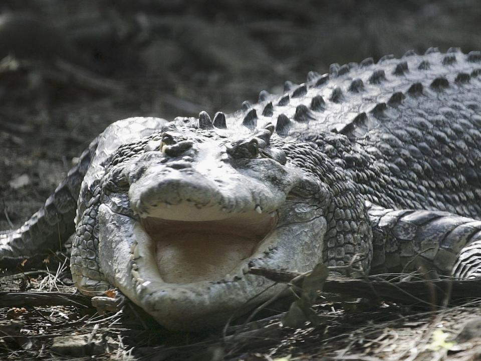 Two American men were injured in a crocodile attack in  Mexico (file photo)  (Ian Waldie/Getty Images)