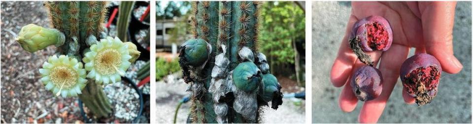 "Pilosocereus millspaughii" en cultivo en el vivero de John Pennekamp Coral Reef State Park. A la izquierda, una planta floreciendo el 26 de mayo de 2022, al centro la misma planta con frutos verdes el 17de junio 2022 y a la derecha tres frutos cosechados el 07 de junio de 2022.