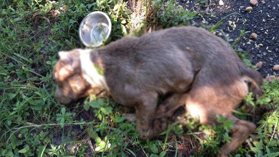 El Departamento de Policía de Fort Lauderdale está investigando como un caso de abuso animal un perro hallado muerto.